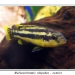 Tlamovec melanochromis Chipokae