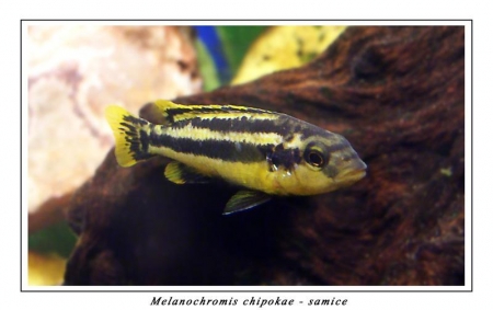 Tlamovec melanochromis Chipokae